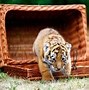 Image result for Baby Siberian Tiger Cub