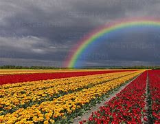 Image result for Rainbow Tulip Fields Netherlands