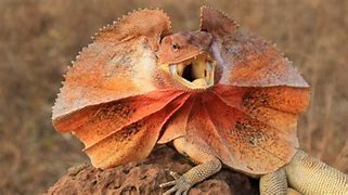 Image result for Frilled Lizard Armadillo