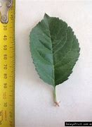 Image result for Fuji Apple Tree Leaves