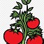 Image result for Bush Tomato Plants