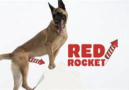 Image result for Dog Getting Red Rocket