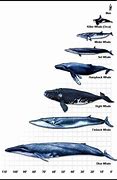 Image result for A3 Whale