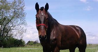 Image result for Front-Facing Horse Image