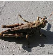 Image result for Giant Brown Grasshopper