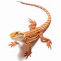 Image result for Dragon Wings On Lizard Clip Art