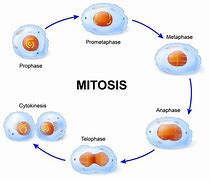 Image result for The Phases of Mitosis in Order