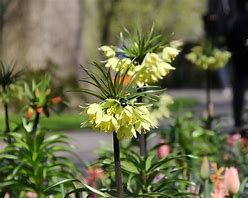 Image result for Fritillaria radeana