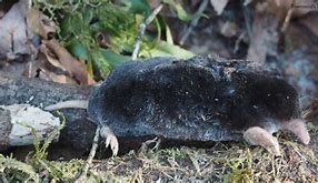 Image result for Townsend Moles Side View