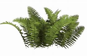 Image result for Transparent Plants Photoshop