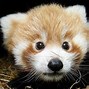 Image result for Baby Red Panda Bear