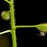 Image result for Circaea alpina
