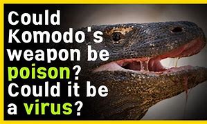 Image result for Komodo Dragon Saliva