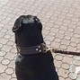 Image result for Cane Corso Dog Collar