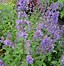 Image result for Nepeta racemosa snowflake