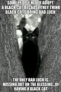 Image result for Black Cat Bad Luck Meme