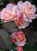 Image result for Peach Climbing Rose