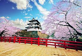 Image result for Cherry Blossom Park Japan