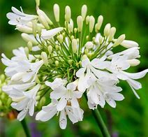 Image result for Agapanthus Snowball