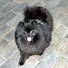 Image result for Cheap Pomeranian Puppies for Sale
