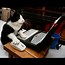 Image result for The White Cat Computer Meme