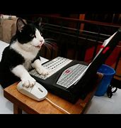 Image result for Cat at Computer Meme