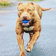 Image result for Muscular Pitbull