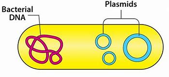 Image result for Plasmid Function