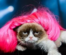 Image result for Best Grumpy Cat Memes Halloween