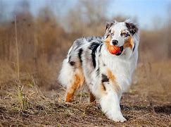 Image result for Aus Shepered Dog