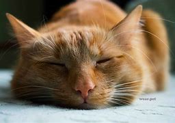Image result for Orange Tabby Cat Sleeping
