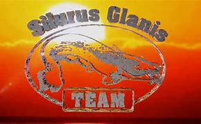 Image result for glanis