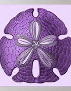 Image result for Sand Dollar ClipArt