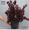 Image result for Physocarpus opulifolius All Black