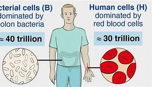 Image result for Bacteria Cells in Human Body