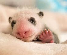 Image result for Baby Panda Bear Born