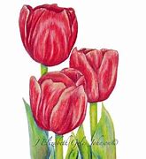 Image result for Color Pencil Sketch