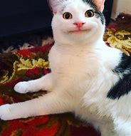 Image result for Derp Cat Water