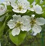 Image result for Pyrus communis