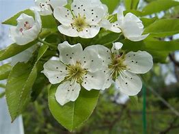 Image result for Pyrus communis Bronzée dEnghien