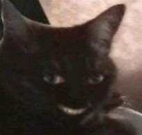 Image result for Cursed Smiling Cat