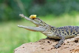Image result for Australian Crocodile
