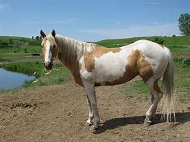 Image result for Palomino Horse Photography
