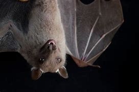 Image result for Buettikofer's Epauletted Fruit Bat