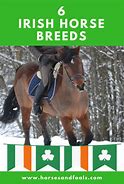 Image result for Celtic Horse Breeds