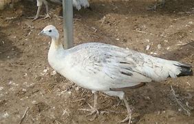 Image result for Black Shoulder Peafowl