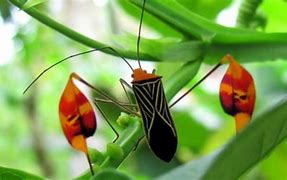 Image result for Bugs with Shiny Hard Shell On Foliage