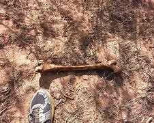 Image result for Human Remains Found By