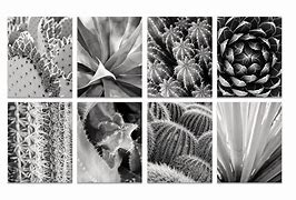 Image result for Black and White Cactus Print
