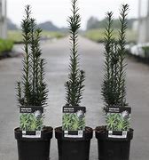 Image result for Taxus baccata Black Tower